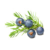 Juniper Flavor Extract