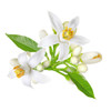 Flower Water Orange Malandel