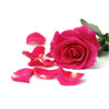Flower Water Rose by Malandel
