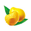 Mango Extract