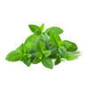 Peppermint Extract