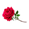Rose Extract