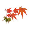 Maple Extract - TTB