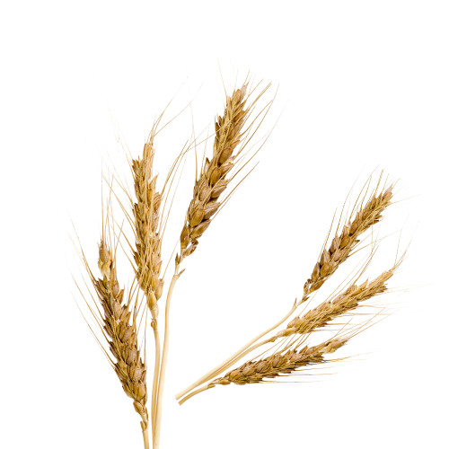 Malt Flavor