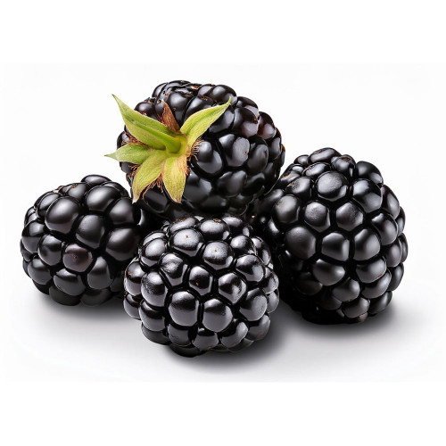 Blackberry Extract