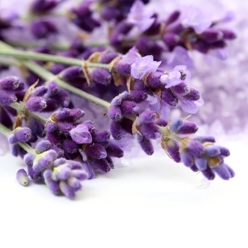 Lavender Flavor, WONF