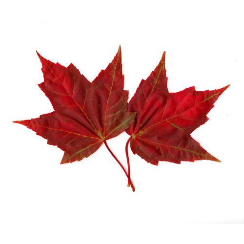 Organic Pure Maple Flavor