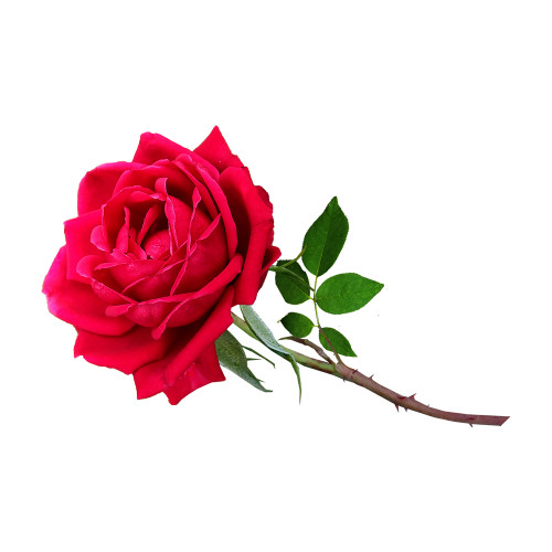 Rose Extract