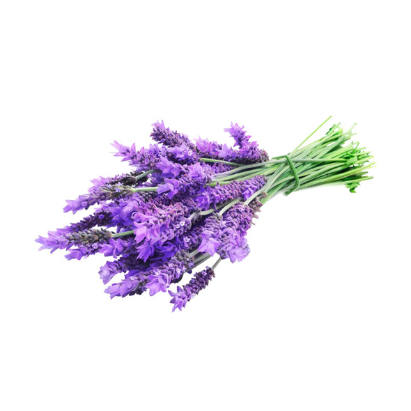 Lavender Oil