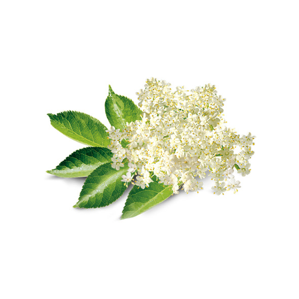 Elderflower Flavor Extract