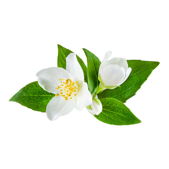 Jasmine Flavor Extract - TTB