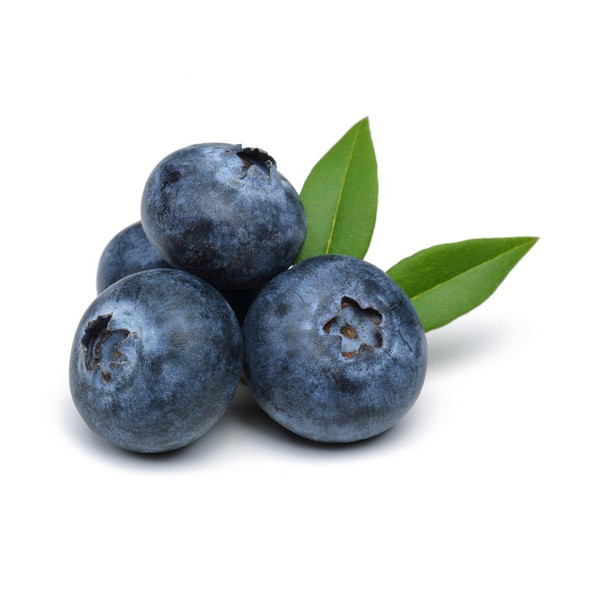 Blueberry Extract -TTB