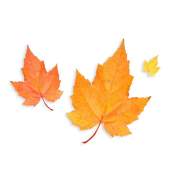 Maple Leaves