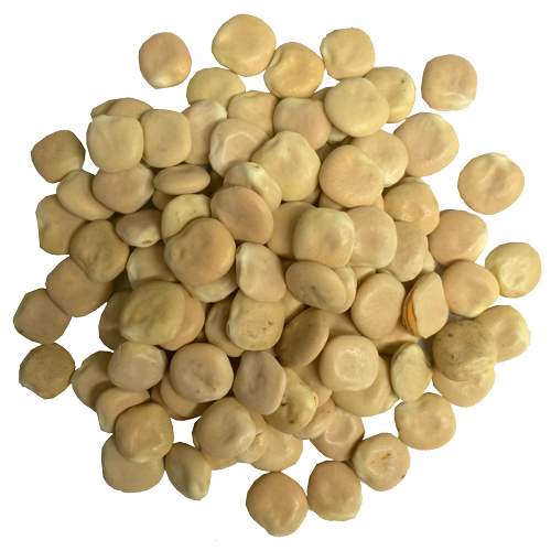 Lupini Beans XL