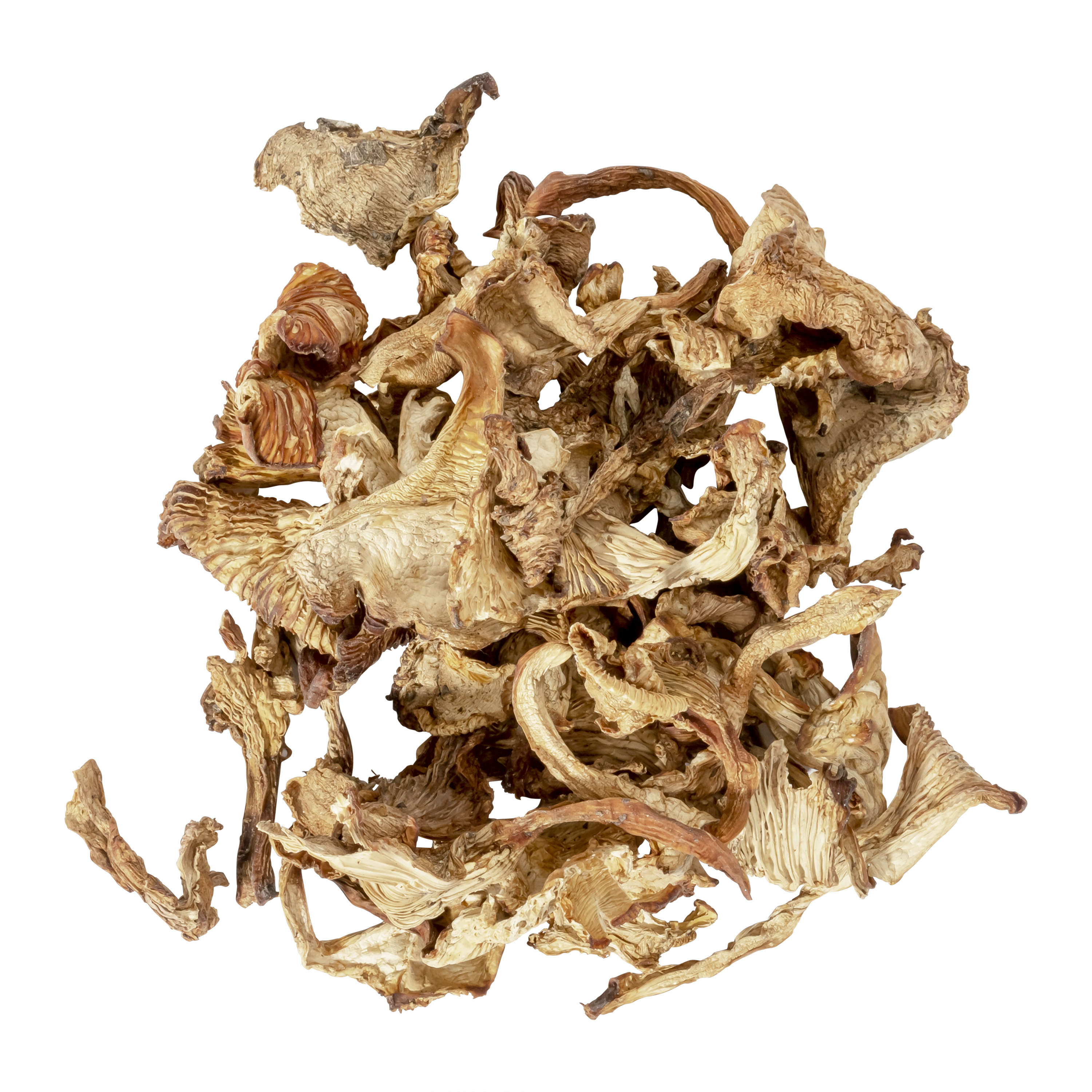 Chanterelle Mushrooms