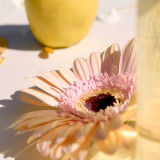 A close-up of a pink gerbera daisy with a blurred yellow apple in the background, set against a light surface.