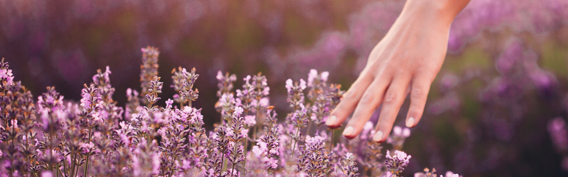 A woman's hand gently grazes a field of flowers.