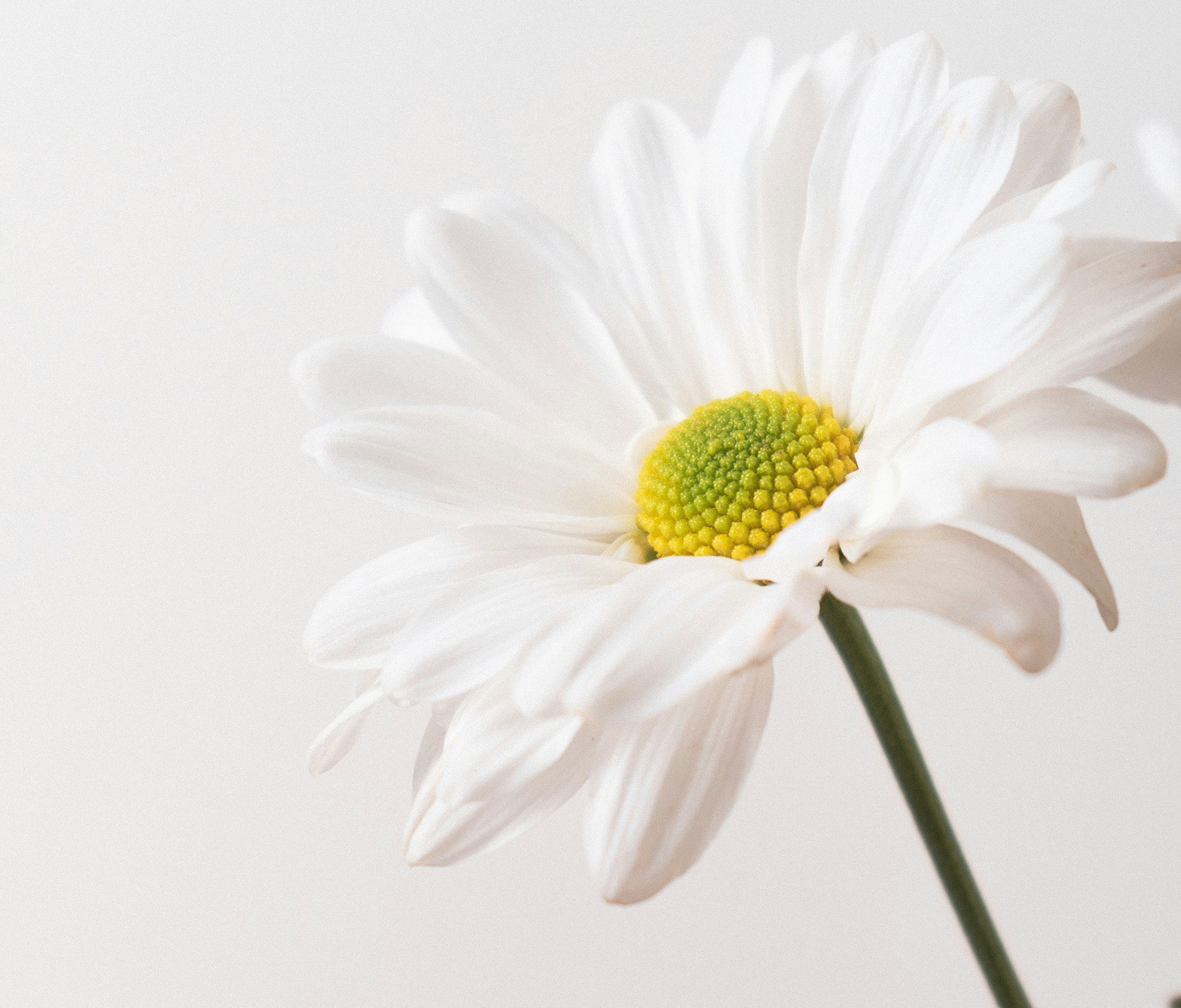 White Lily 