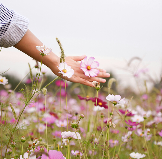 A hand toughing flowers