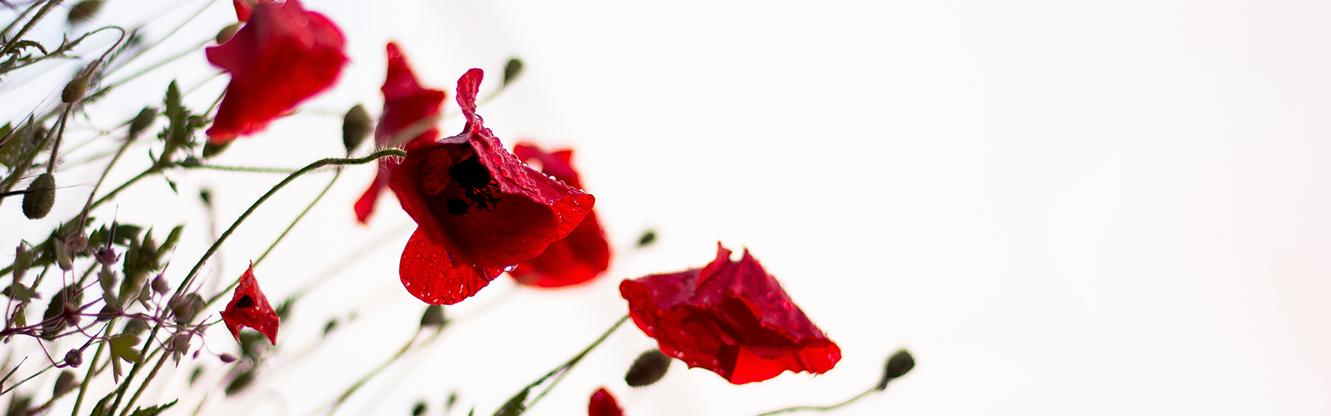 A close-up of vibrant red poppy flowers with droplets of water, set against a soft, light background.
