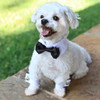 White shirt collar with black bow tie and cuffs.