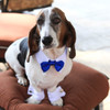 White shirt collar with royal blue bow tie and cuffs.