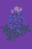 Bluebonnet - Women's T-shirt
