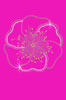 Pink Poppy - Women's Tee