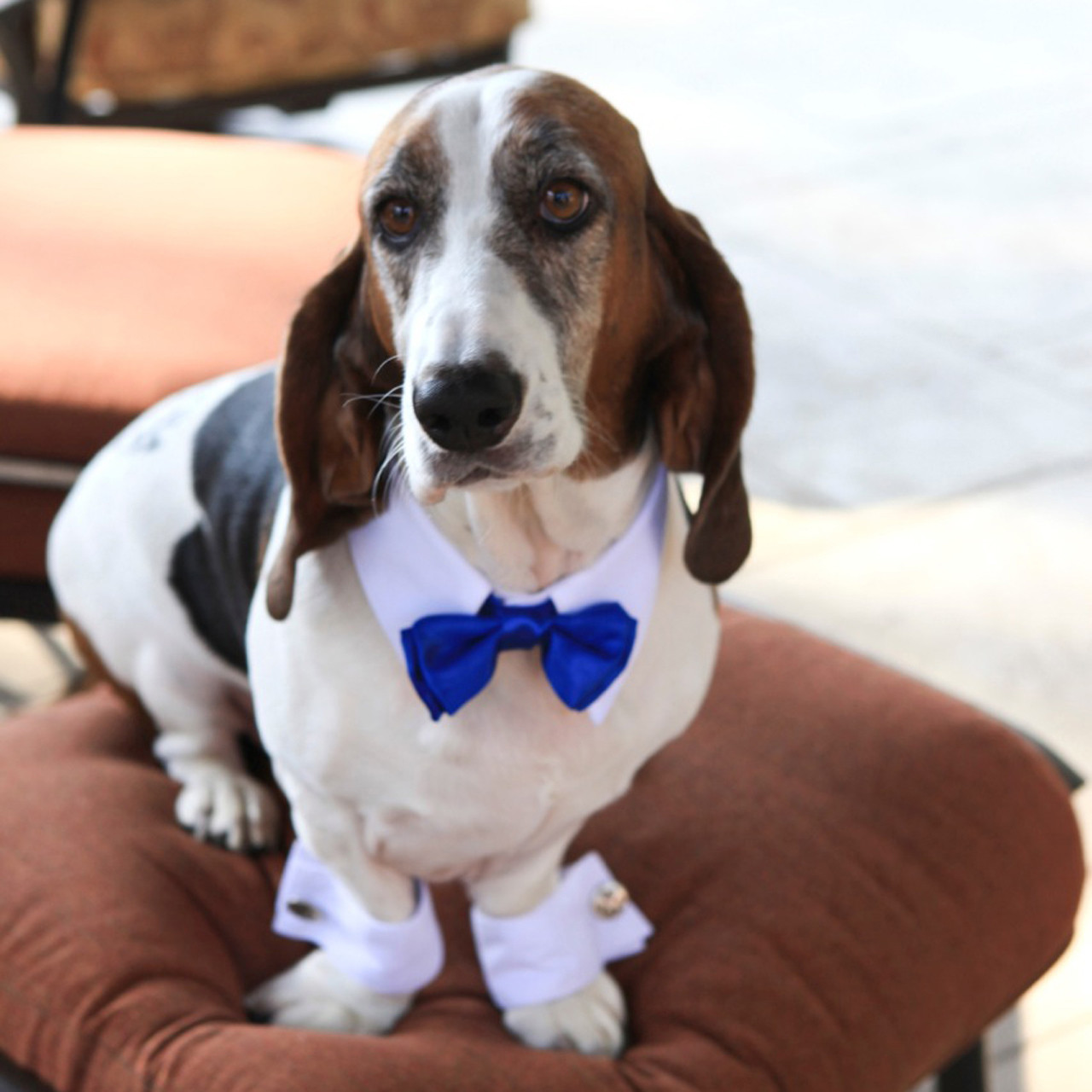 dog with tie