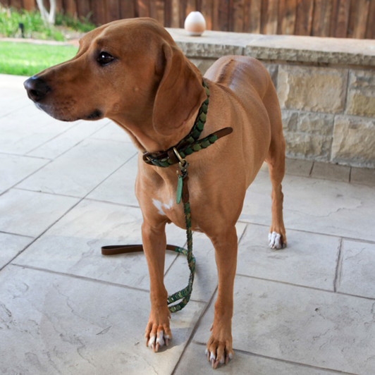 Shades of Green Leather Dog Collar.  All collars are handmade with a soft leather that gets softer with wear.  Attachments may be purchased separately to go with the collars.  Our collars, harnesses, and leashes won the 2015 Editors' Choice Award form Pet Product News International.