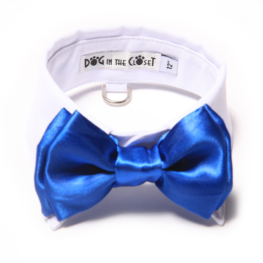 White shirt collar with royal blue bow tie.