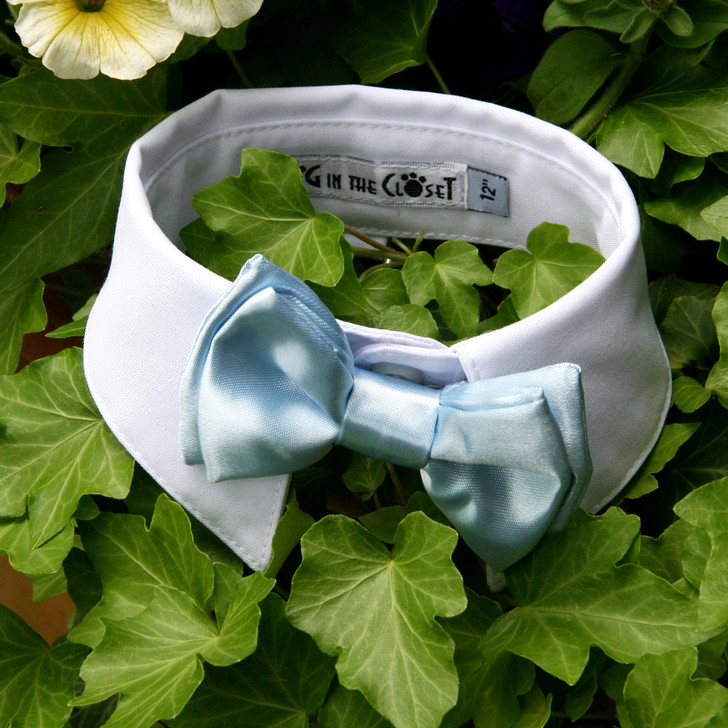 Baby blue bow tie with white shirt collar.