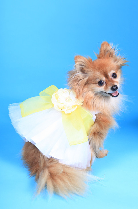 The Madeleine Dog Dress with Lilac Sash