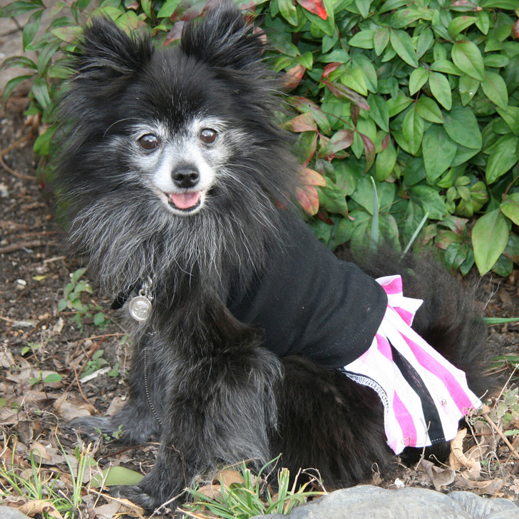 Wear alone as a sundress or layer with our dog tees.  Our black, white, light pink, or fuchsia tanks will all match, creating endless possibilities.