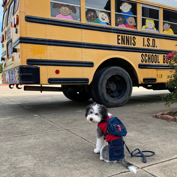 Doggie Denim Backpack Harness Vest