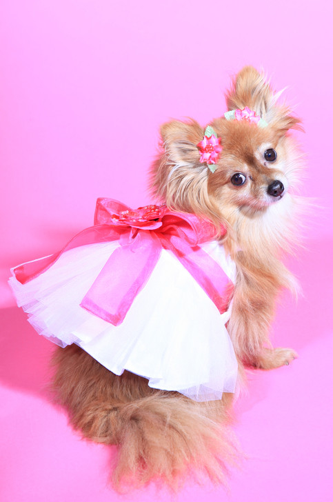 The Madeleine Dog Dress with Hot Pink Sash