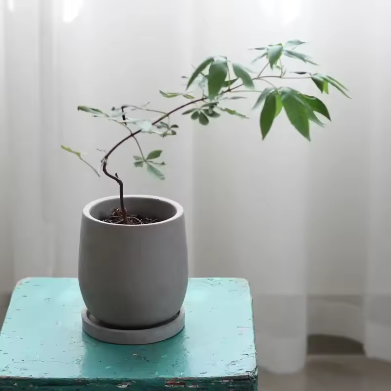 Round Cement Flowerpot