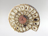 Ammonite