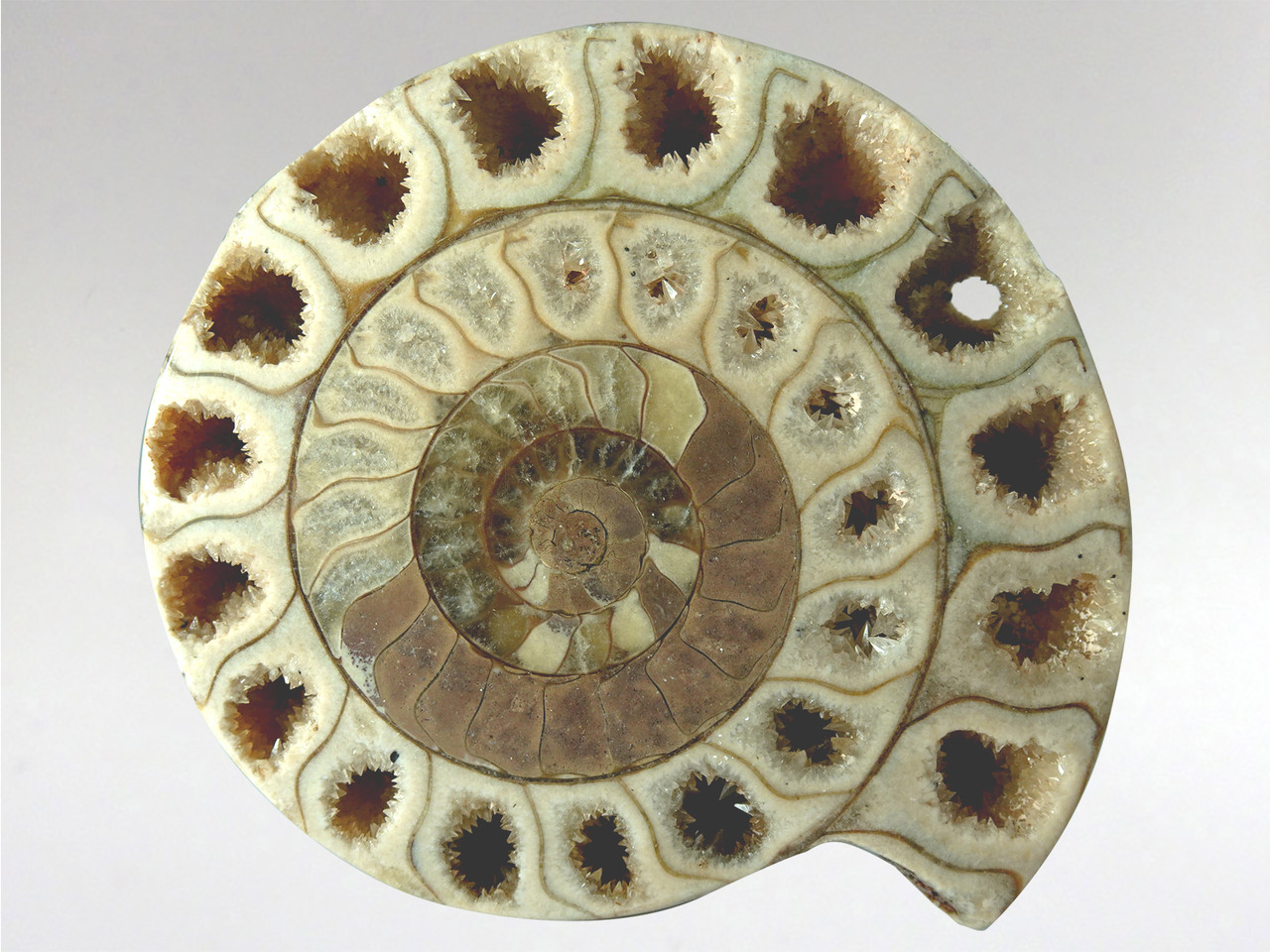 Ammonite 1 Crystal Store Australia