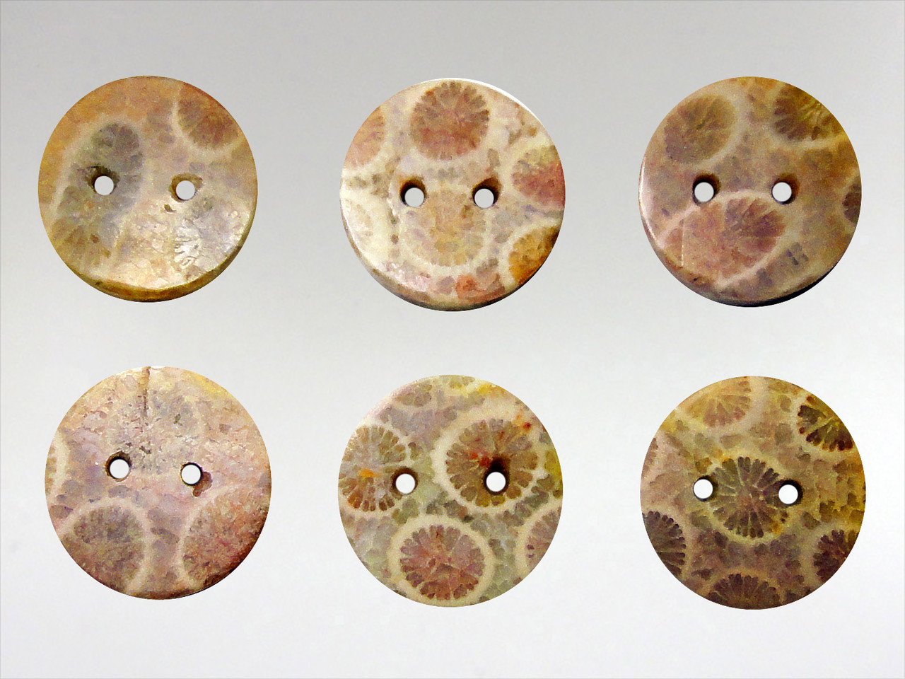 Buttons 15mm - Coral Fossil - Crystal Store Australia