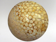 Coral Fossil