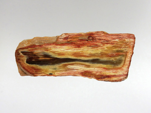 Fossil Wood - Decorative 5