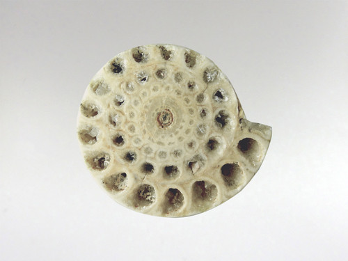 Ammonite