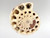 Ammonite 4