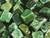 Fuchsite tumbled stone 250g bag