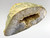 Agate Geode 16