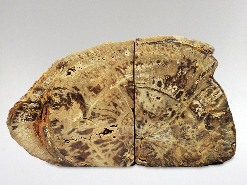Fossil Wood - Bookend 1