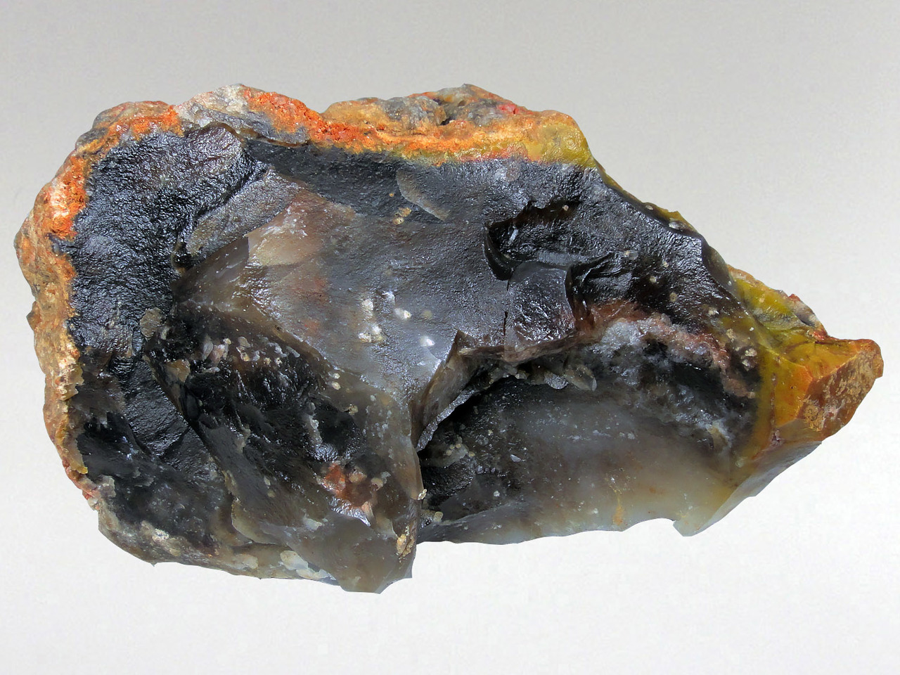 Coprolite (Dinosaur Poo) 1