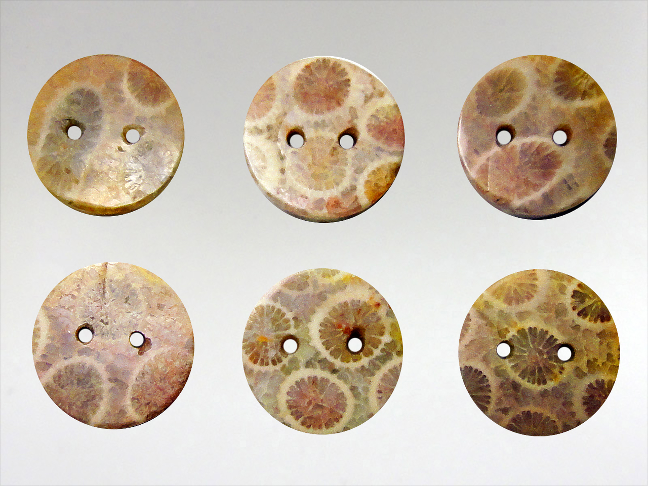 Buttons 15mm - Coral Fossil