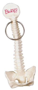 Spine & Pelvis Bone Shaped Custom Keychain